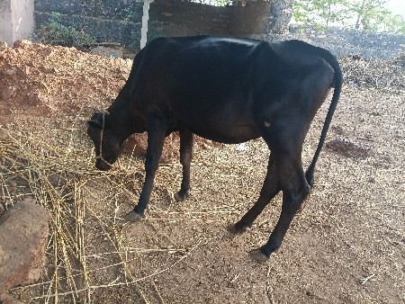 એચએફ હોડકીવેચવાની છે