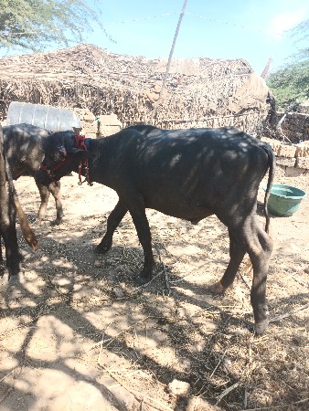 હા પાટો છે અઢી વર્ષનો પાડો છે