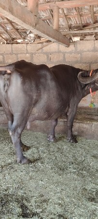 ત્રીજું વેતર છે