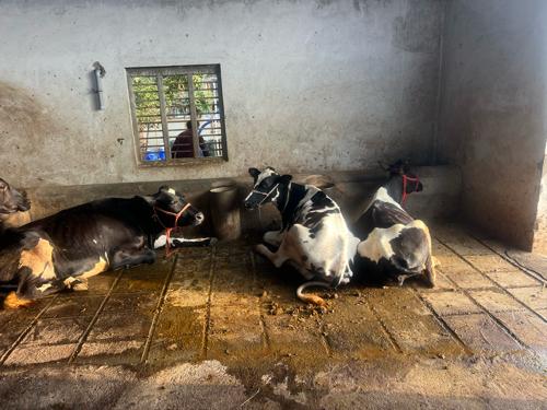 વેચવાની છે ઓડકાર
