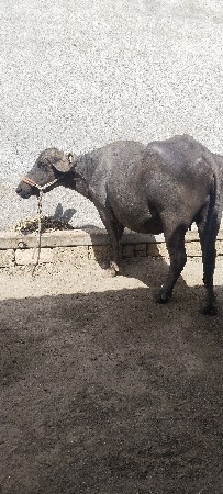 ખડેલી