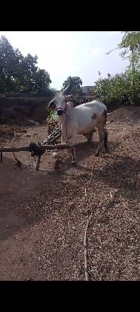 ચોથા દાંત પહેરવે છે