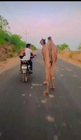 ઊંટ વેચવાનો છે