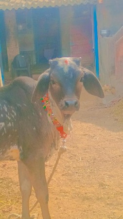વાછડો વેચવાનો છે