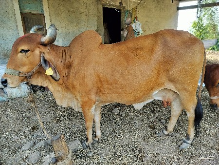 ગાય વેચવાની છે.