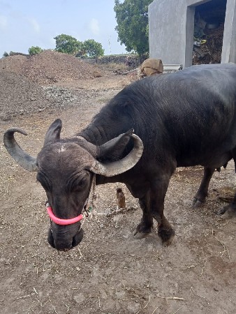 ભેંસ વેચવાની છે