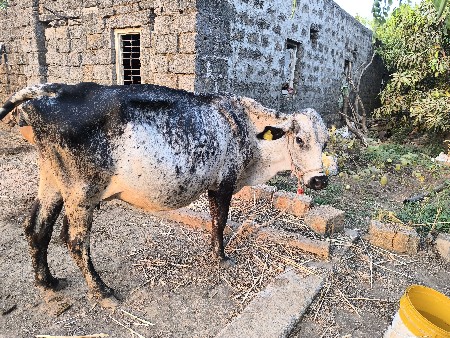 HF ક્રોસ ગાય વેચવાની છે.