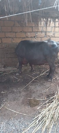 ભેંસ વેસવાની સે