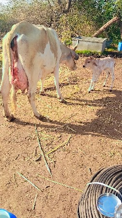લેવાની છે