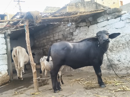 1.5વષ છે