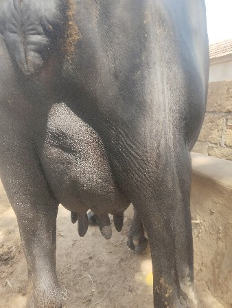 5 litar dudh chhe