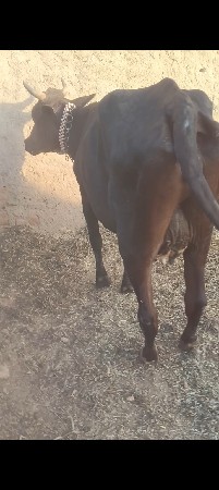 હોળકી વેચવાની છે