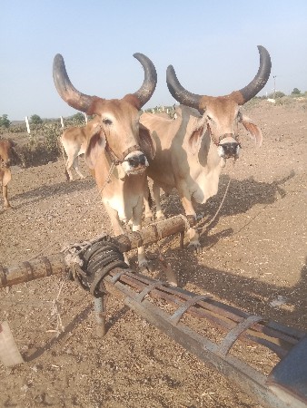 લોકો રસ્તા ગામ શિવરાજપુર