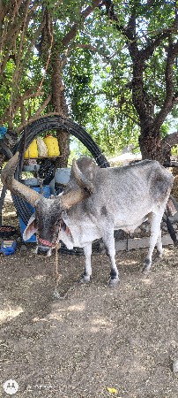 બડદ વેચવાનો છે