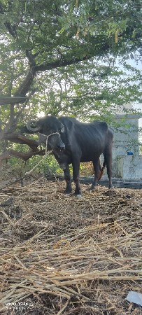 ખંડેલો વેચવાનો છે