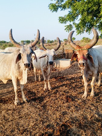 ગાયોવેસવાનીસે