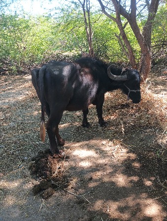 ભેંસ વેચવાની છે.
