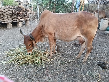 ગાય વેચવાની છે
