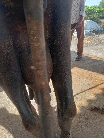 ભેંસ વેચવાની છે ટોટલ જવાબદારી