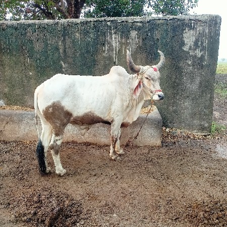 આવો બળદ લેવાં નો છે