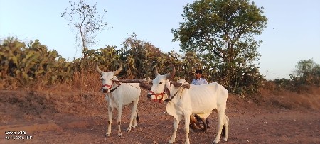 ઓળખી ગામ ભાણો તાલુકો