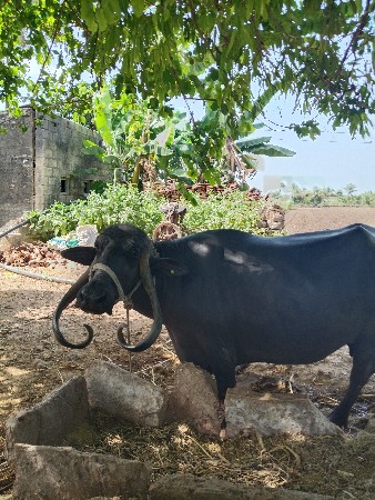 ભેંસ વેચવાની છે