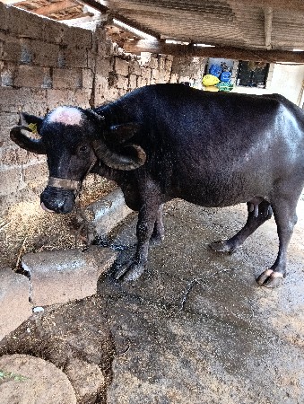 ભેંસ