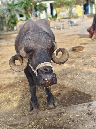 1 વેતર વ્યાસે ટોપલી ખડેલી