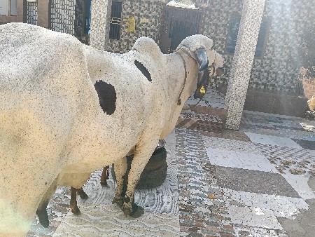 ઓરીજલ ગીર નીલડી ગાય વેચવાની છે