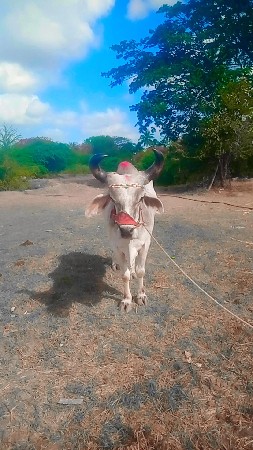 કિંમત 22000