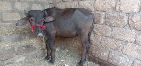 એક પાડો બે પાડી