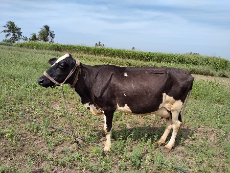 એચ. એફ. ગાય વેચવાની છે