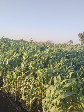 2.5 વિદ્યા ની લીલી જુવાર