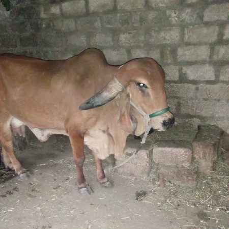 ગાય વેચવાની છે