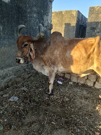 5000 રૂપિયા કિંમત