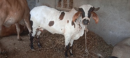ગાય વેચવાનિ છે