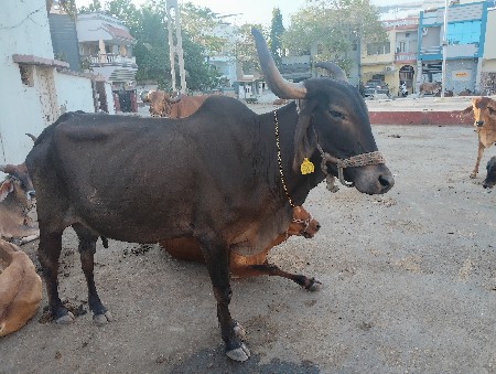 સાવ સોજી છે કાયડી ગાય છે આખી