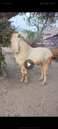 ORIJNAL HEDRA BAADI BAKRO