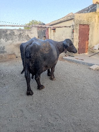 ભેંસ વેચવાની છે.