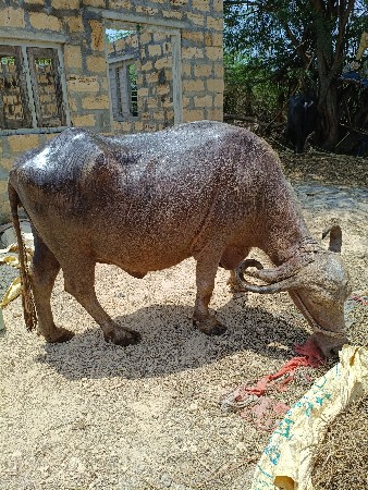 ભૂરી ભેશ વેચવાની છે