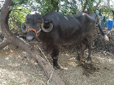 2 વટર પારેથી