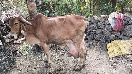 ગાય વે સે