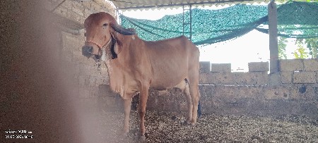 2 ગાયો વેચવાની છે