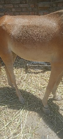 ઘોડીવસેરીછે સાટાકરવાછે ઘોડીઘોડો