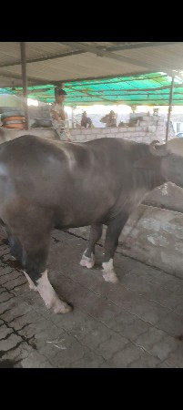 2 વર્સ ની ખડેલી વેચવાની છે