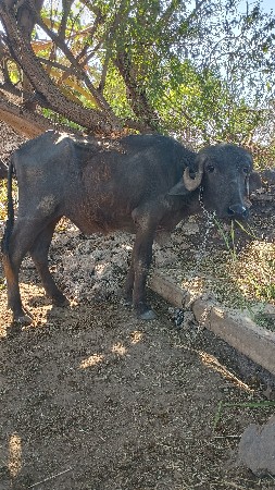 વેચવાની છે