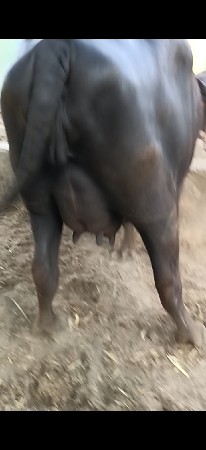 1. vetar khaleli se