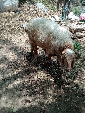 બે ઘેટાં