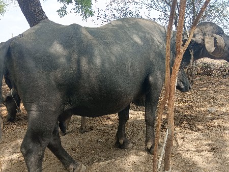 2 ભેસુ છે બેય ને 10 મહિનો ચાલુ