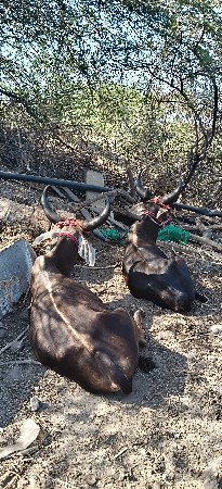 ગોધલા વેચવાના છે